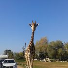 Giraffe im Safaripark