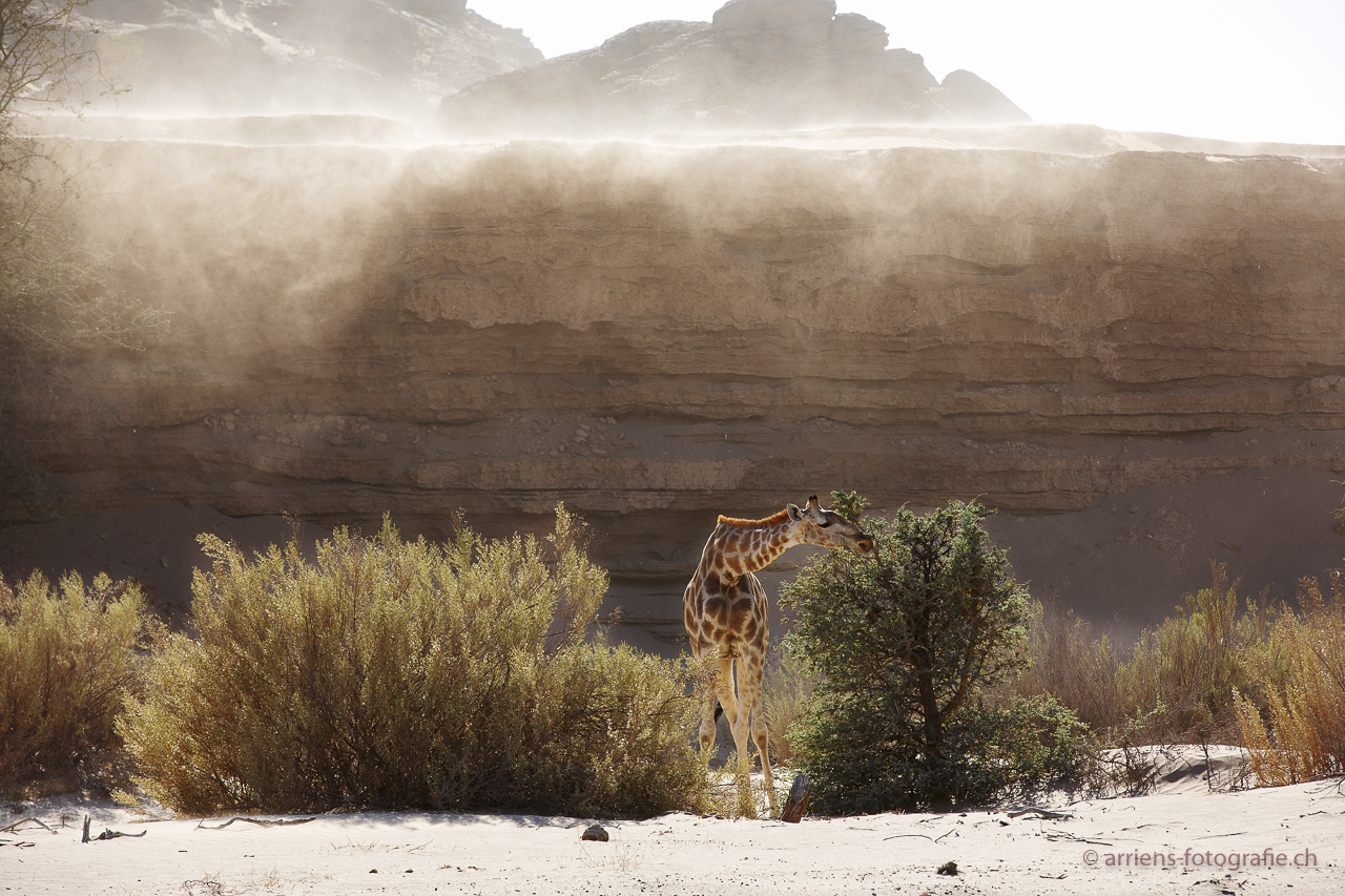 Giraffe im Sandsturm