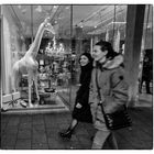 Giraffe im Schaufenster