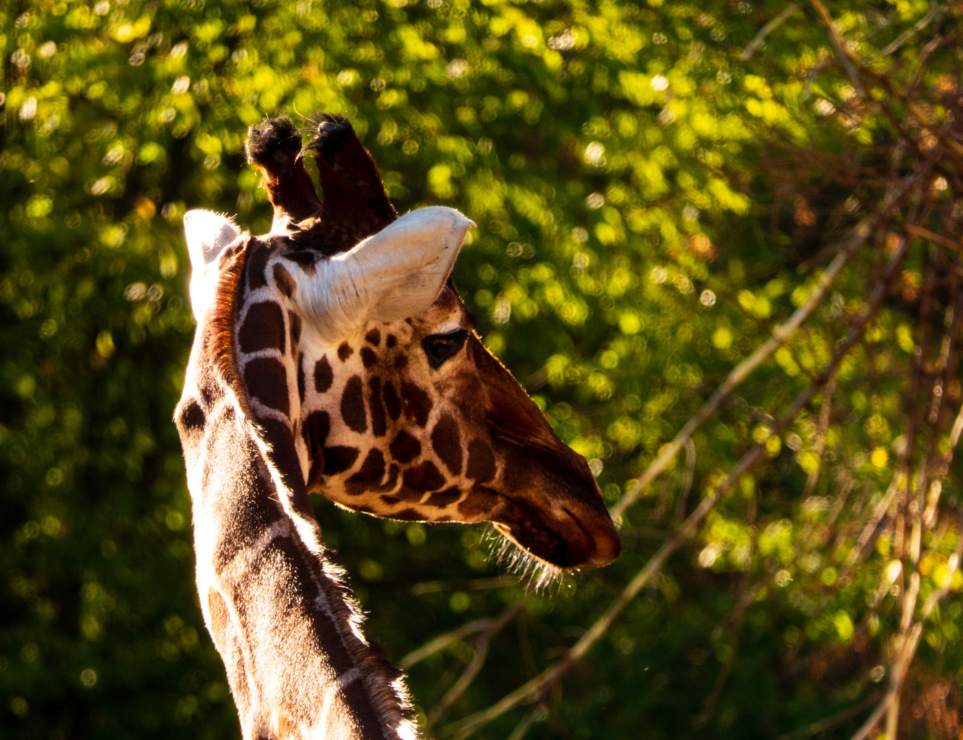 Giraffe im Seitenlicht