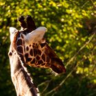 Giraffe im Seitenlicht