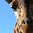 Giraffe im Serengeti-Park