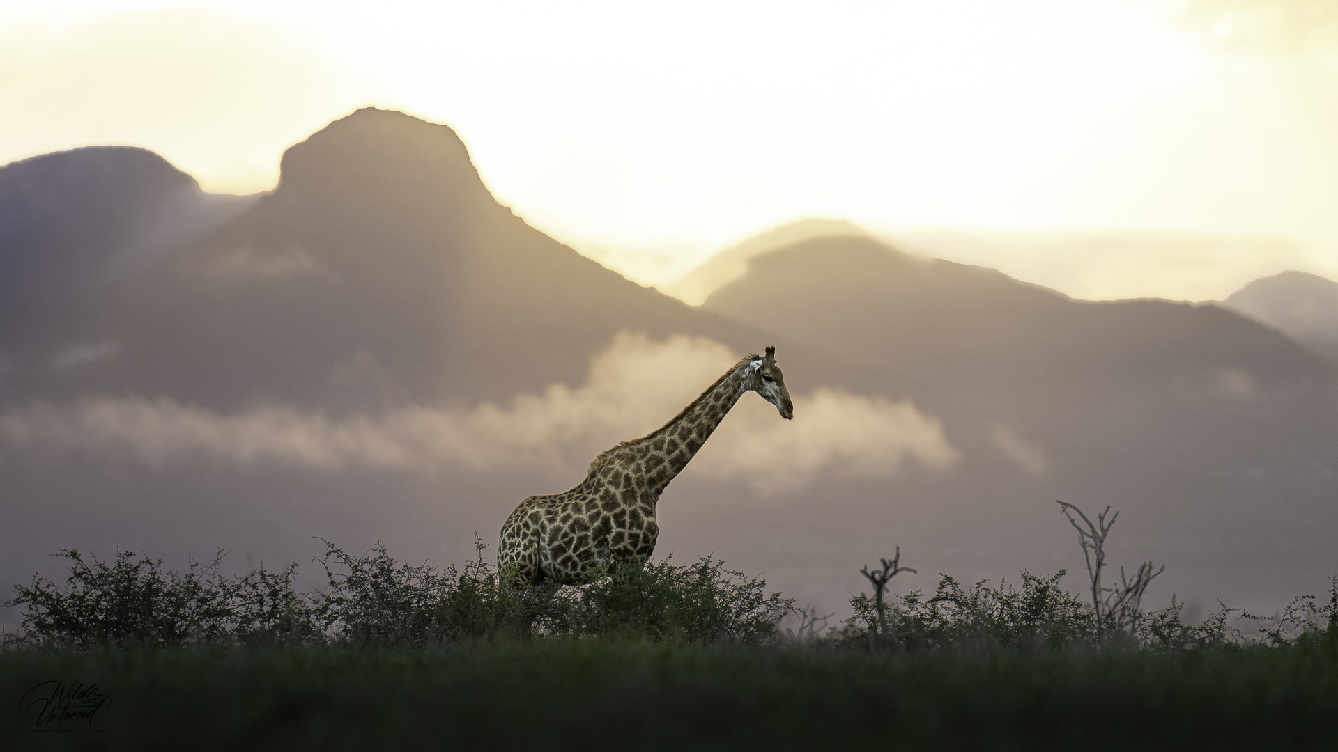 Giraffe im Sonnenaufgang