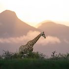 Giraffe im Sonnenaufgang