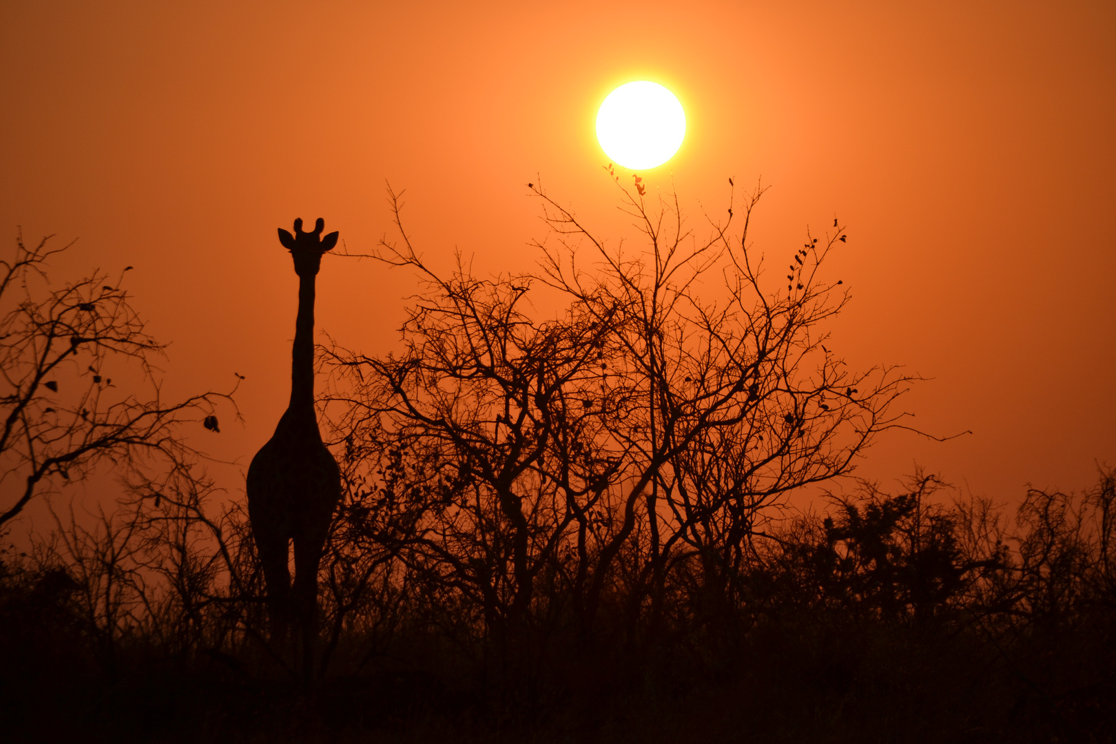 Giraffe im Sonnenaufgang