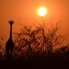 Giraffe im Sonnenaufgang