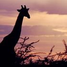 Giraffe im Sonnenuntergang