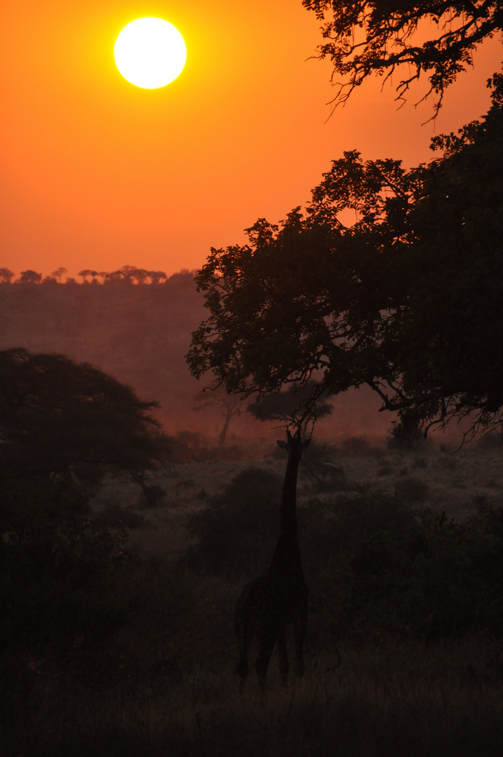 Giraffe im Sonnenuntergang