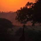 Giraffe im Sonnenuntergang