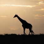 Giraffe im Sonnenuntergang