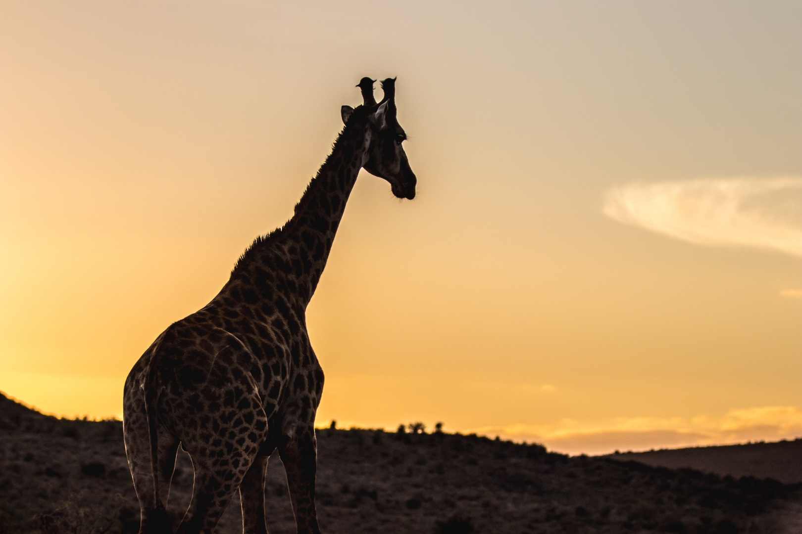 Giraffe im Sonnenuntergang 