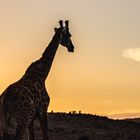 Giraffe im Sonnenuntergang 