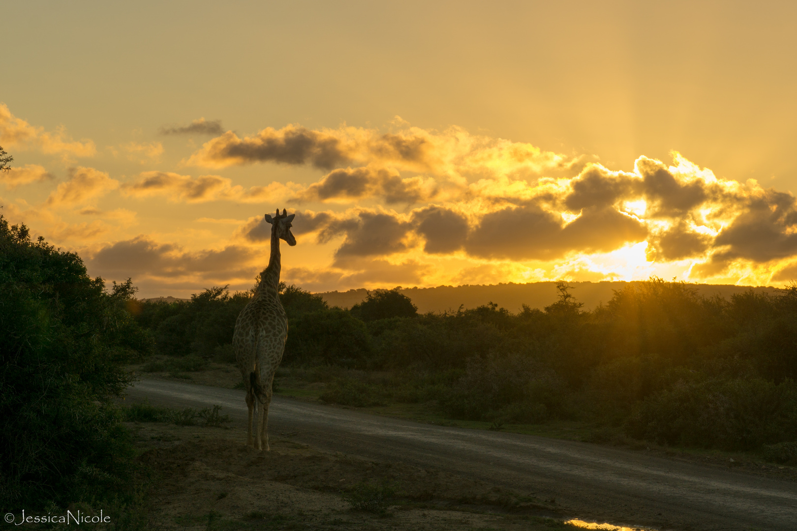 Giraffe im Sonnenuntergang