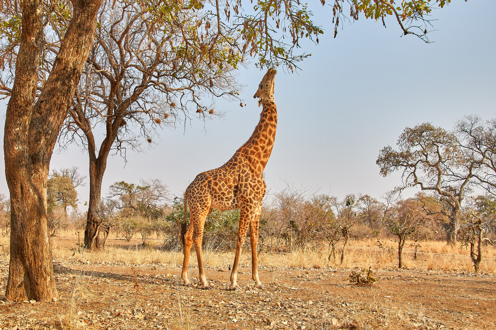 Giraffe im south luangwa