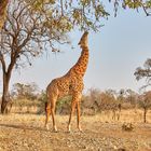 Giraffe im south luangwa