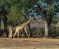 Giraffe im Stanley and Livingstone Private Game Reserve