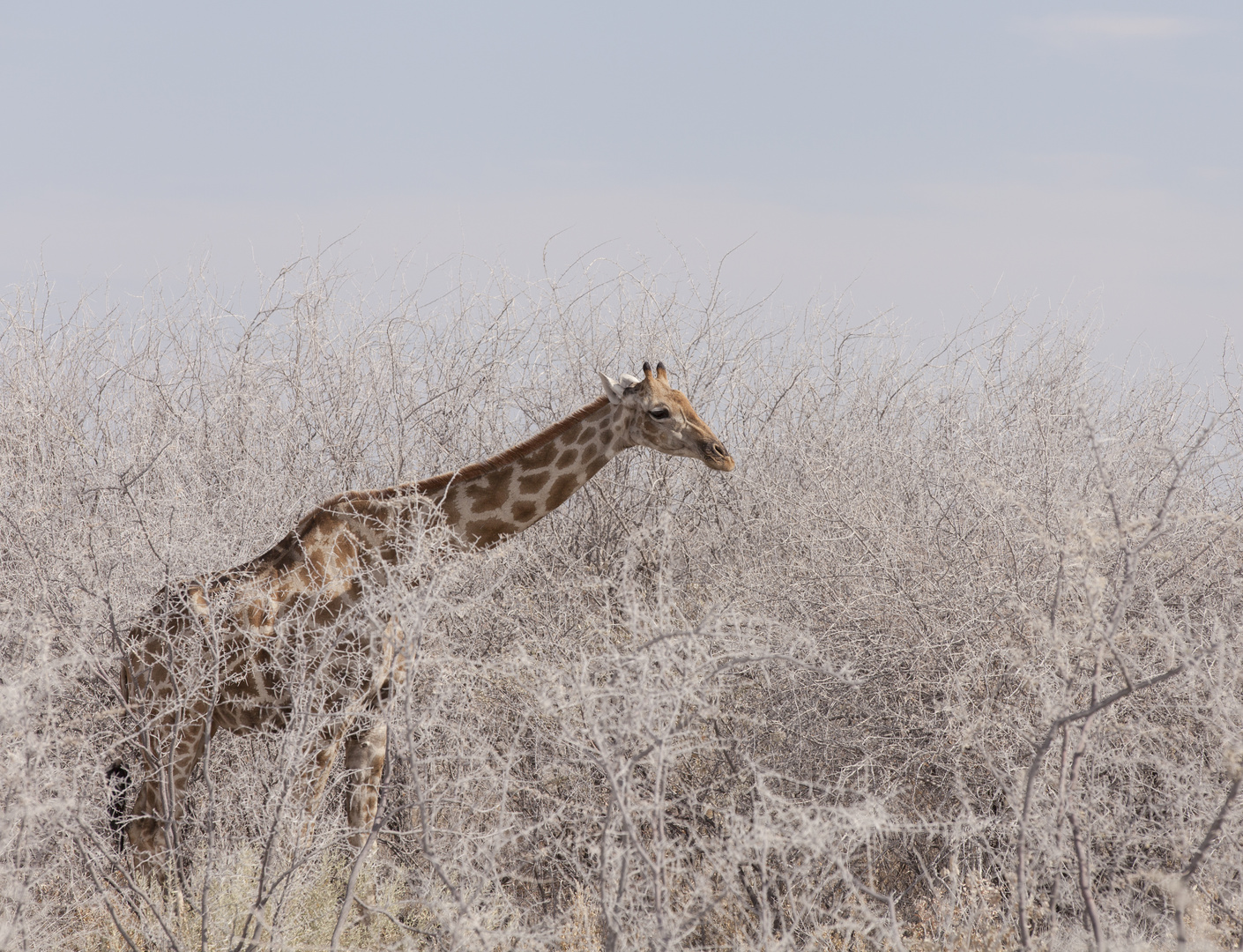 Giraffe im Staub