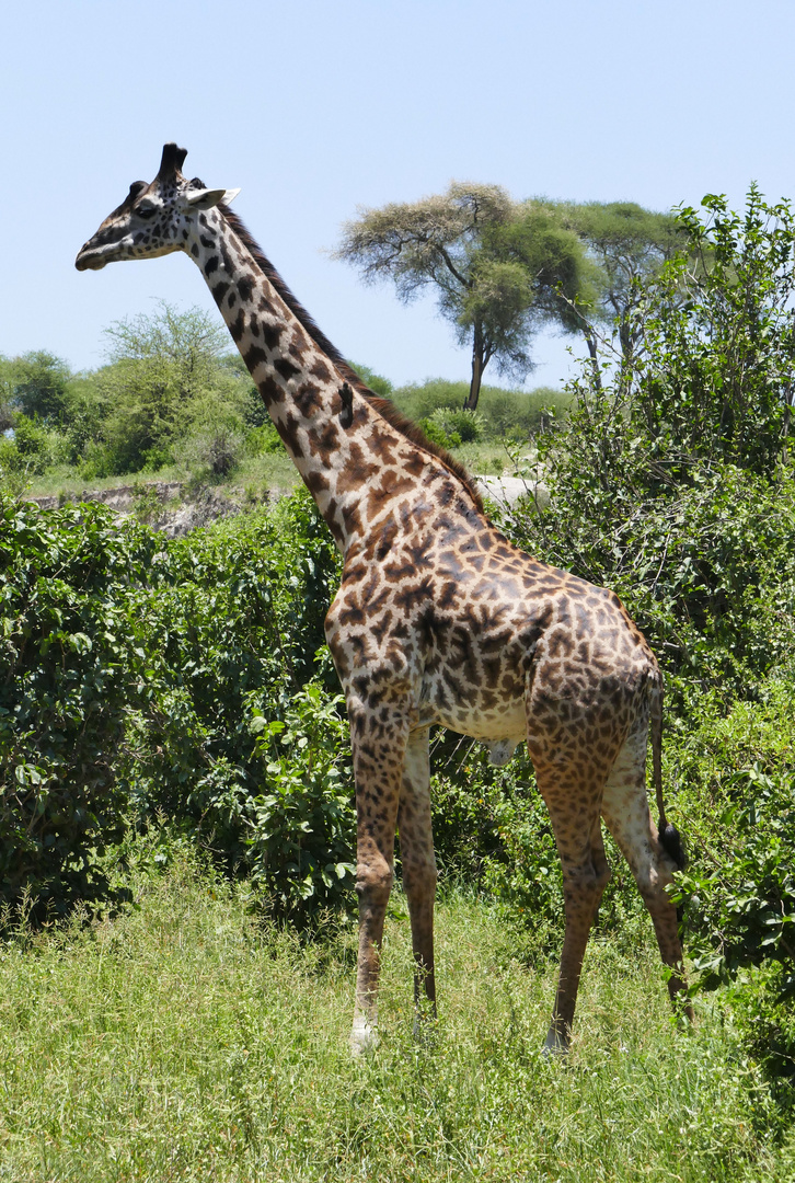 ...Giraffe im Tarangire...