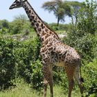 ...Giraffe im Tarangire...