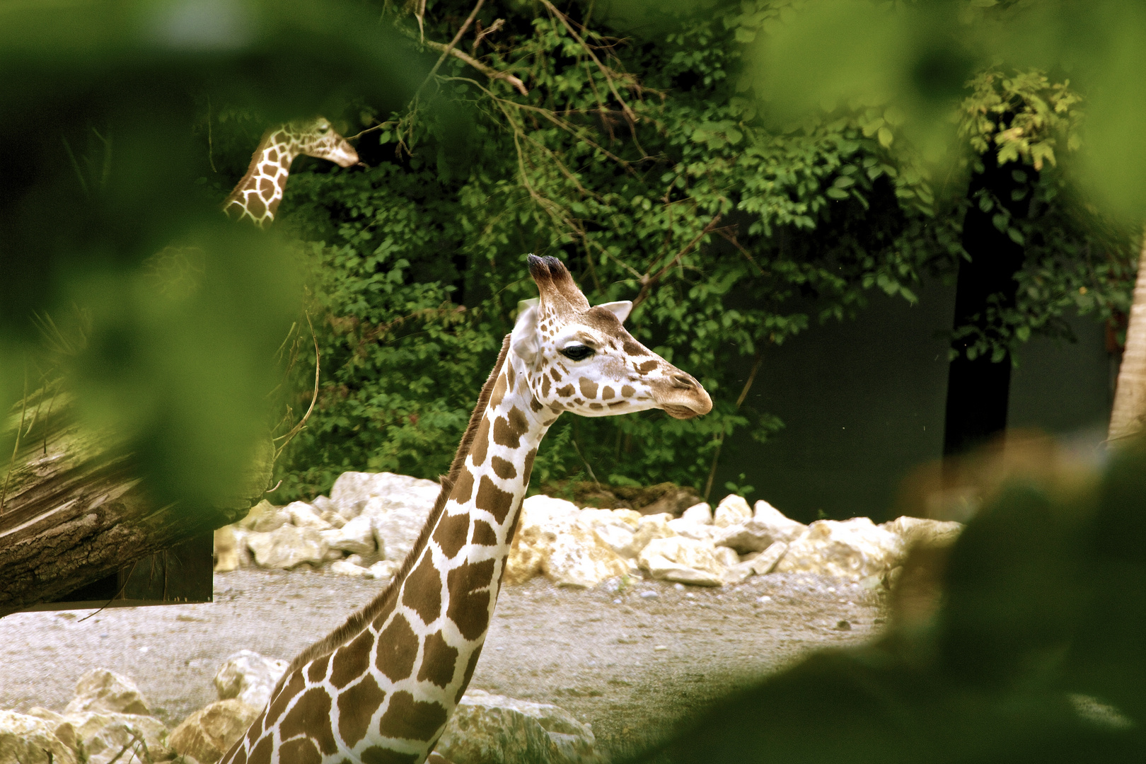 Giraffe im Tierpark Hellabrunn