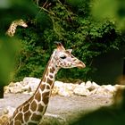 Giraffe im Tierpark Hellabrunn