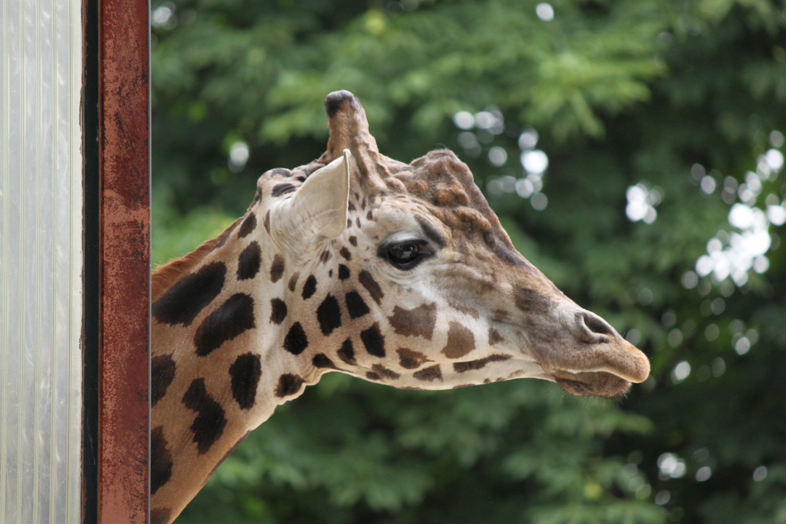 Giraffe im Tierpark Schönbrunn