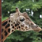 Giraffe im Tierpark Schönbrunn