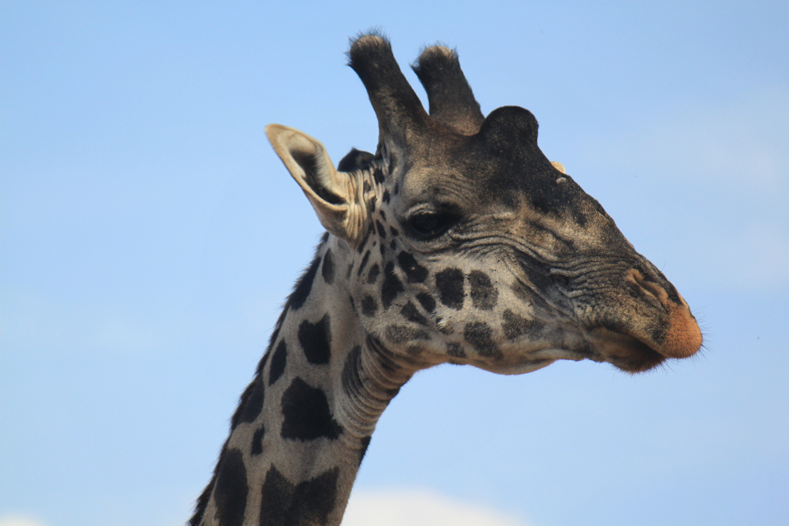 Giraffe im Tsavo West Nationalpark, Kenia