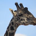 Giraffe im Tsavo West Nationalpark, Kenia