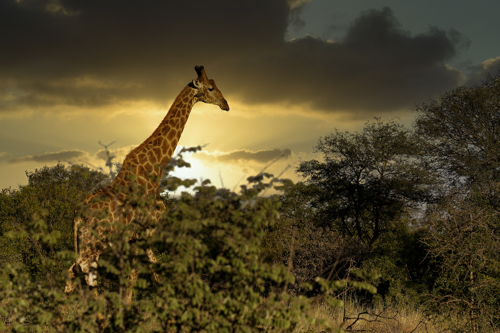 Giraffe im Umlani Timbavati