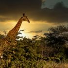 Giraffe im Umlani Timbavati