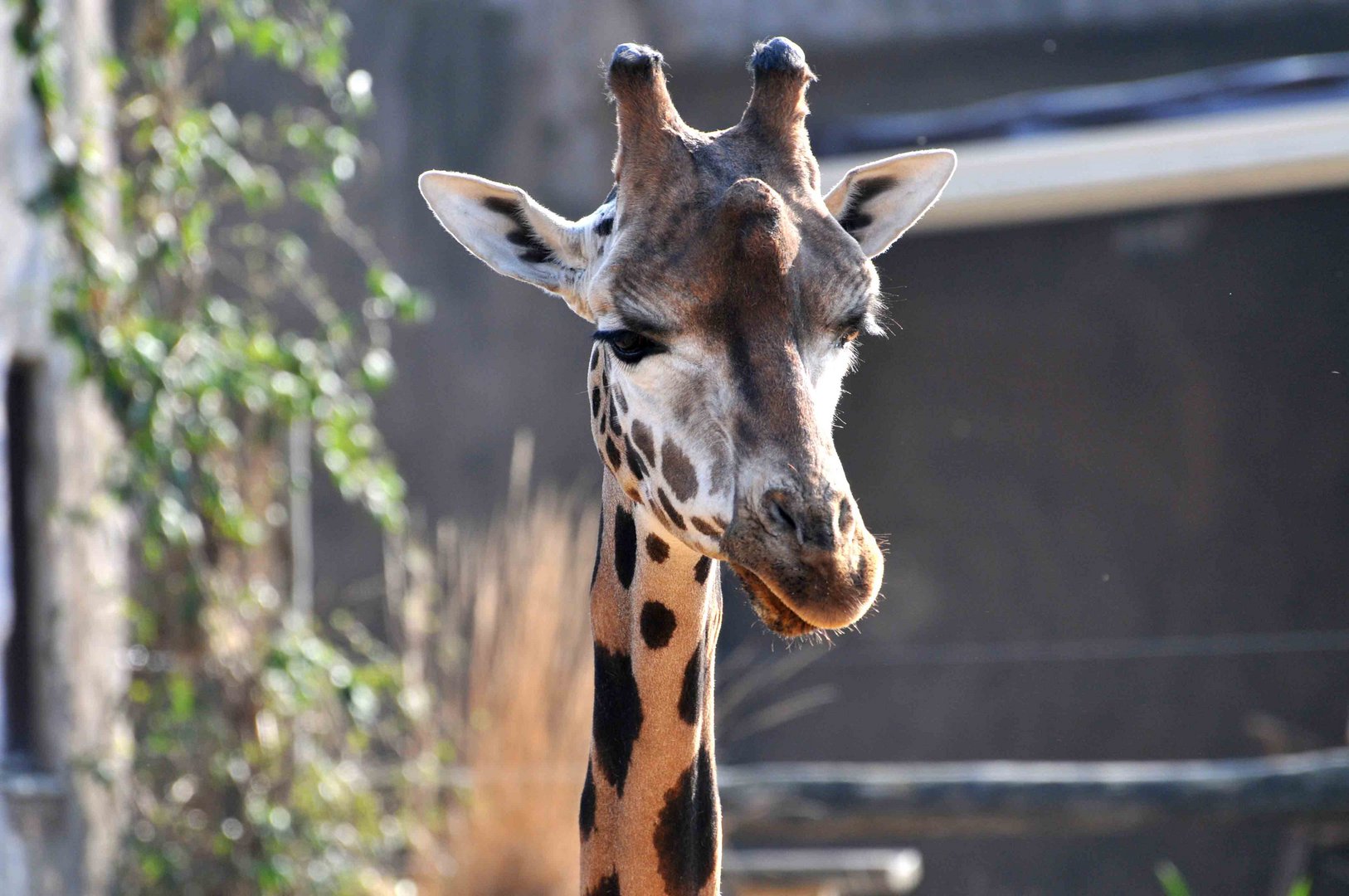 Giraffe im zarten Licht