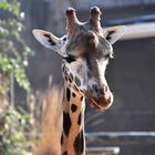 Giraffe im zarten Licht