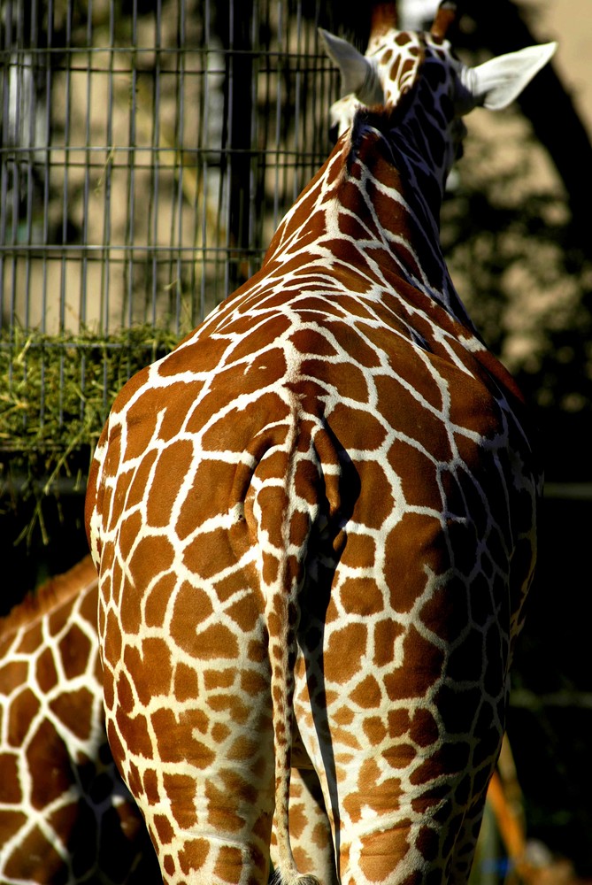 Giraffe im Zoo