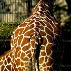 Giraffe im Zoo