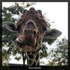 Giraffe im Zoo