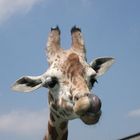 Giraffe im Zoo