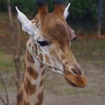 Giraffe im Zoo Basel