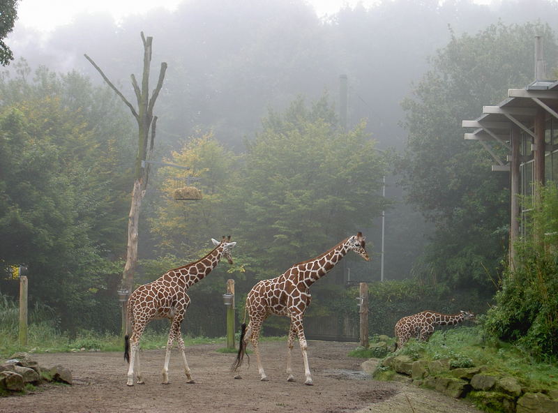 Giraffe im Zoo