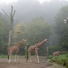 Giraffe im Zoo