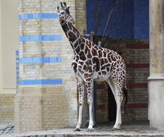 Giraffe im Zoo