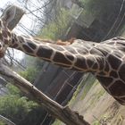 Giraffe im Zoo Duisburg