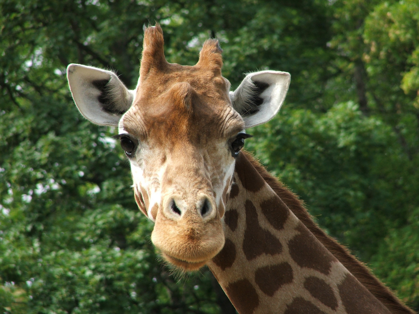 Giraffe im Zoo Erfurt