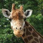 Giraffe im Zoo Erfurt