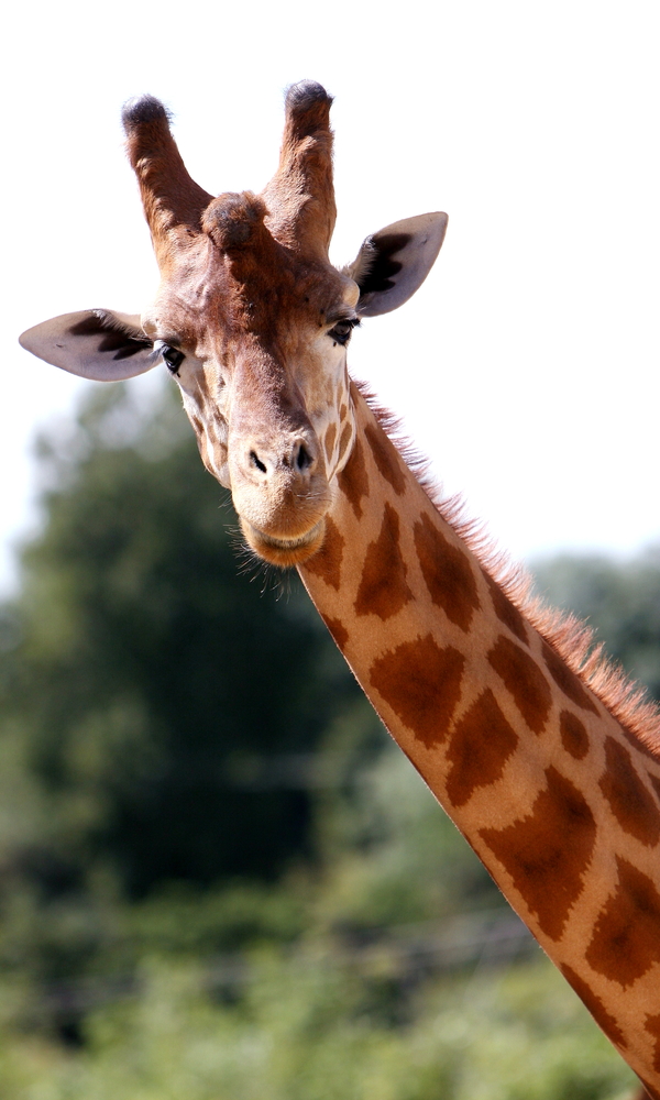 giraffe im zoo frankreich