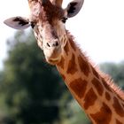 giraffe im zoo frankreich