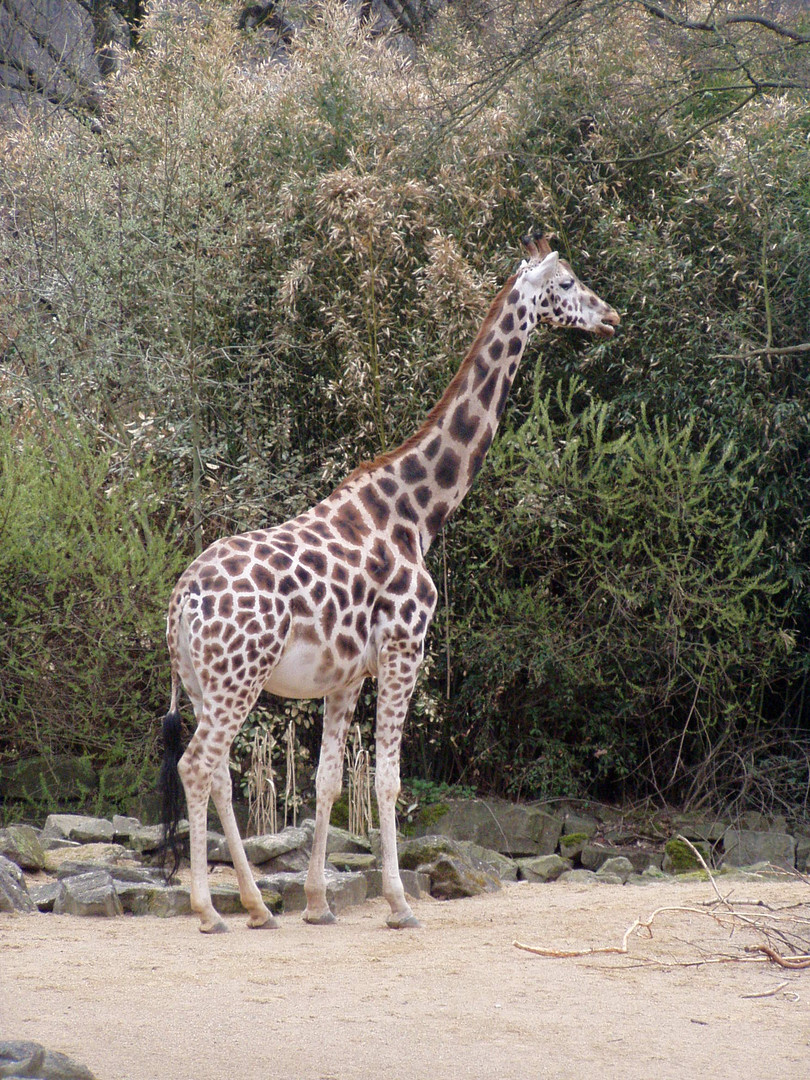 Giraffe im Zoo Hannover 08,04,2104