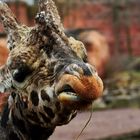 Giraffe im Zoo Hannover