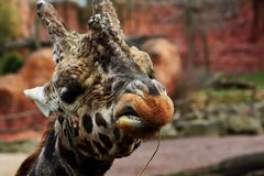 Giraffe im Zoo Hannover