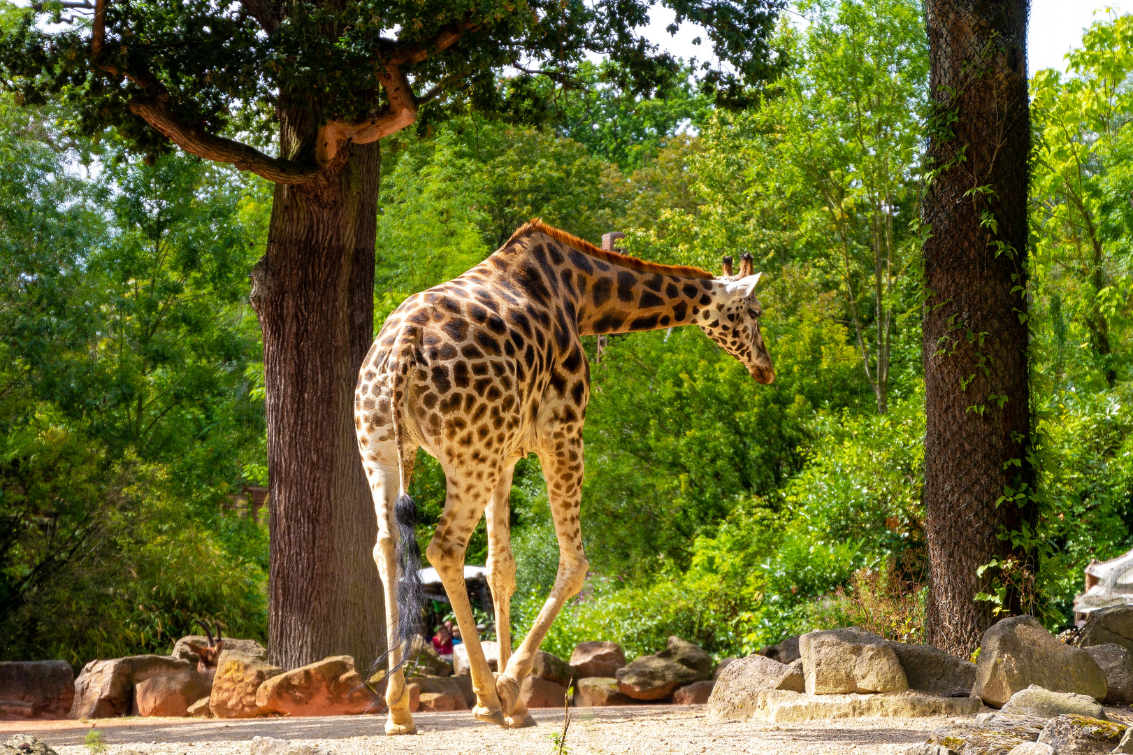 Giraffe im Zoo Hannover